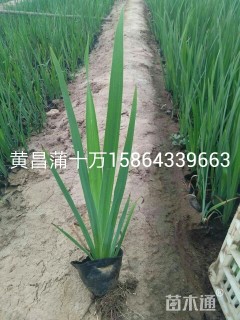 高度30厘米黄菖蒲
