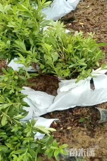 高度60厘米海桐