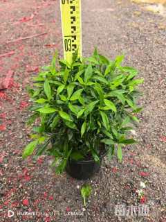 高度25厘米珍珠狗牙花
