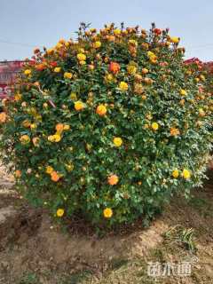 250厘米藤本月季