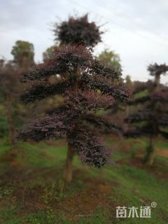 20公分造型红花继木桩