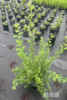 高度40厘米菱叶绣线菊