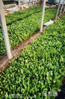 高度10厘米紫花玉簪