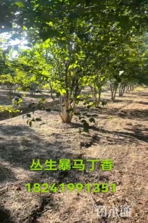 高度550厘米丛生暴马丁香