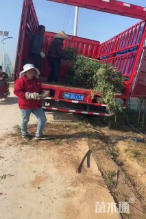 150厘米藤本月季