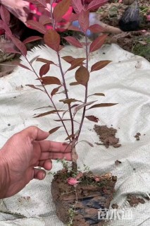 高度500厘米矮樱
