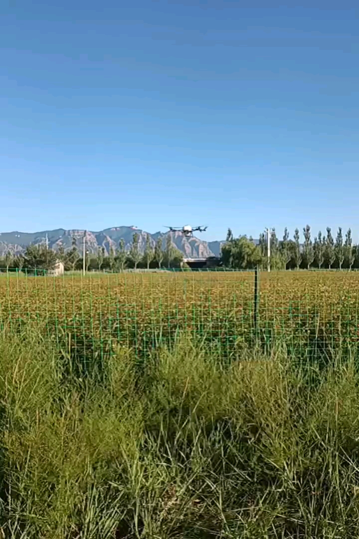 容器苗杏树