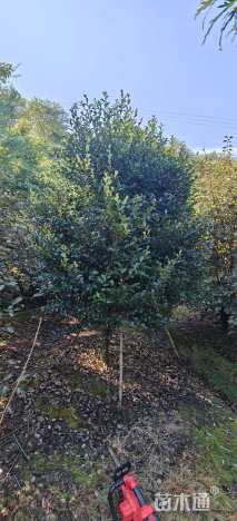 高度300厘米高杆茶梅