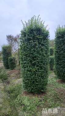 高度180厘米小叶女贞柱