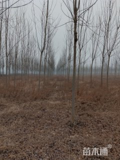 8公分白蜡