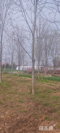 15公分美国红枫