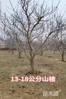 13公分山楂树