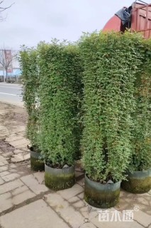 8公分造型小叶女贞