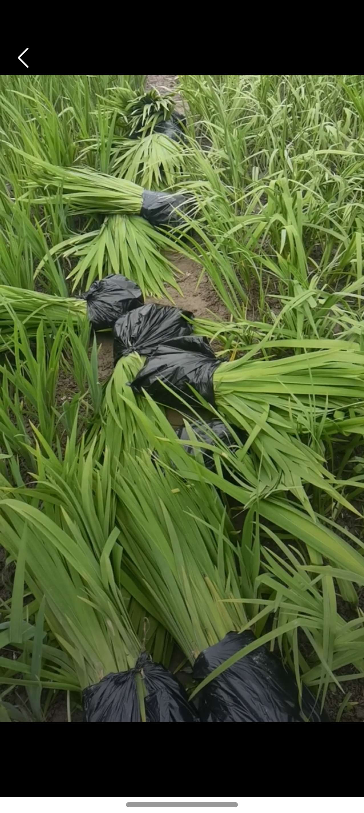 高度40厘米常绿鸢尾