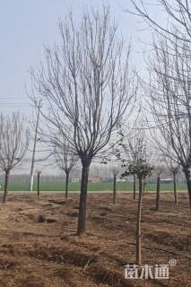 18公分秋紫白蜡