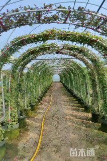 400厘米藤本月季