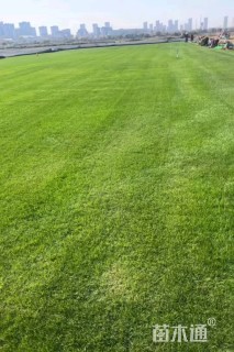 草卷状马尼拉草