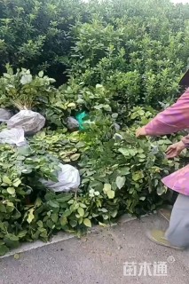 高度40厘米阔叶十大功劳小苗