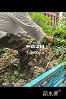 1公分栾树