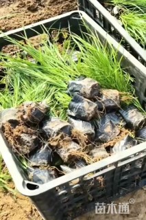 高度30厘米青绿苔草