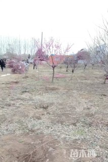 8公分榆叶梅