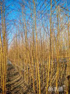 原生苗柳树