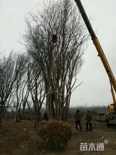 高度800厘米丛生茶条槭