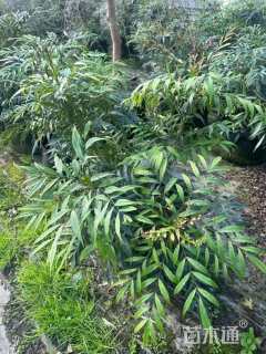 高度40厘米澳洲朱蕉
