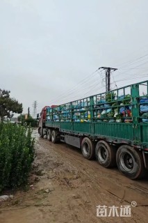 高度40厘米月季