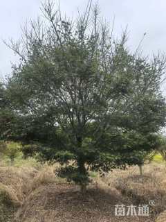 12公分鸡爪槭12-13-14-15-18-20-22公分