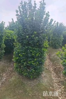 高度200厘米大叶黄杨柱