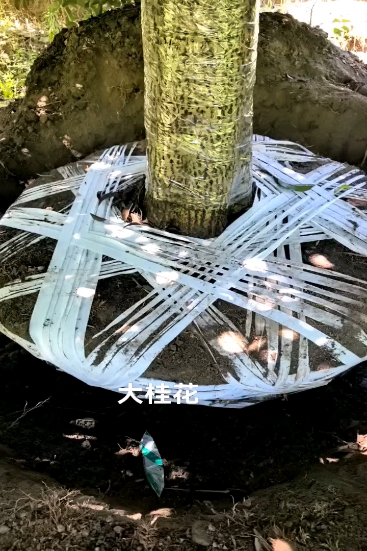 14公分桂花