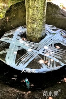 14公分桂花