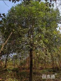 15公分大叶女贞