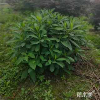 高度80厘米结香球