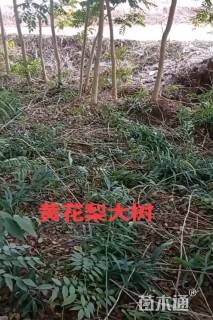 25公分黄花梨