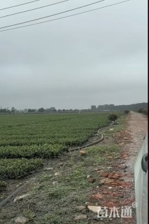 高度25厘米卫矛