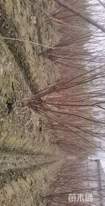 高度250厘米丛生紫薇