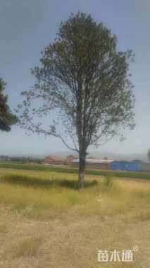 高度900厘米白皮松