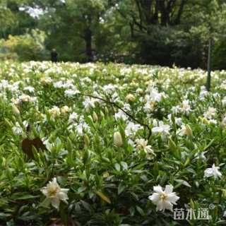 高度20厘米小叶栀子