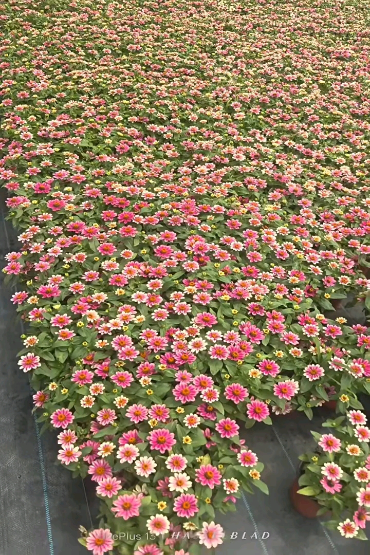 高度15厘米百日草
