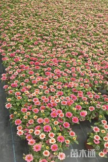 高度15厘米百日草
