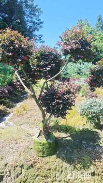 5公分造型红花继木桩