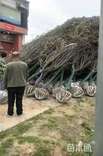 大杯苗罗汉竹