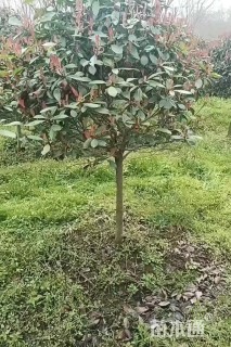 5公分红叶石楠