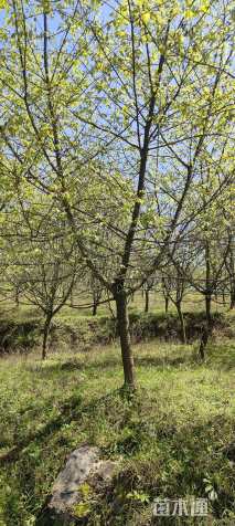 10公分日本早樱