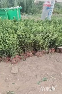 高度40厘米大叶黄杨