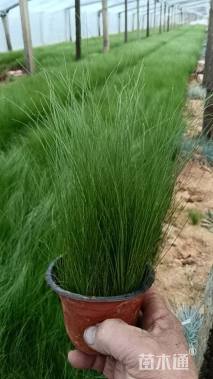 高度35厘米墨西哥羽毛草