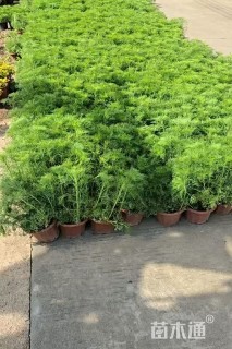 高度30厘米假蒿