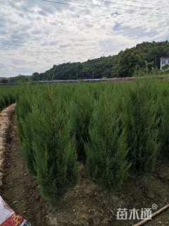 高度180厘米塔柏